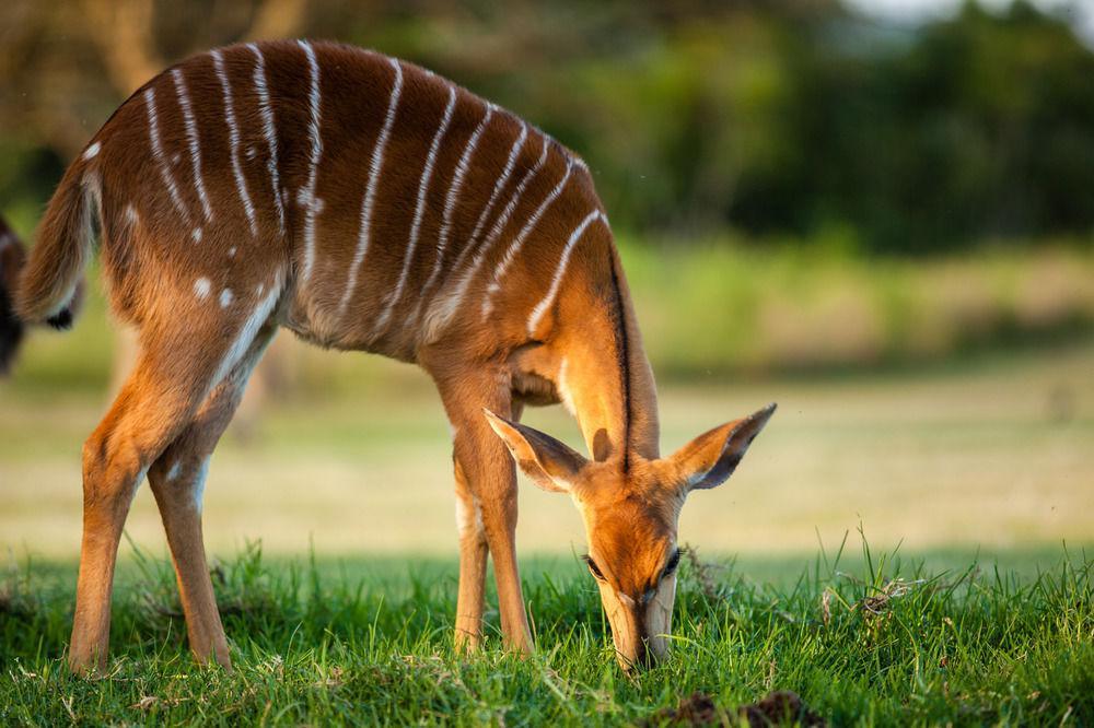 Muluwa Lodge ホワイトリバー エクステリア 写真