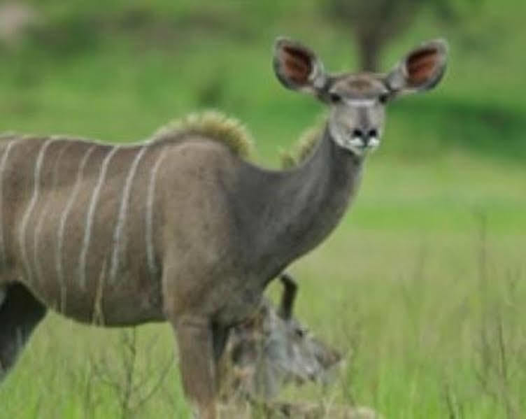 Muluwa Lodge ホワイトリバー エクステリア 写真