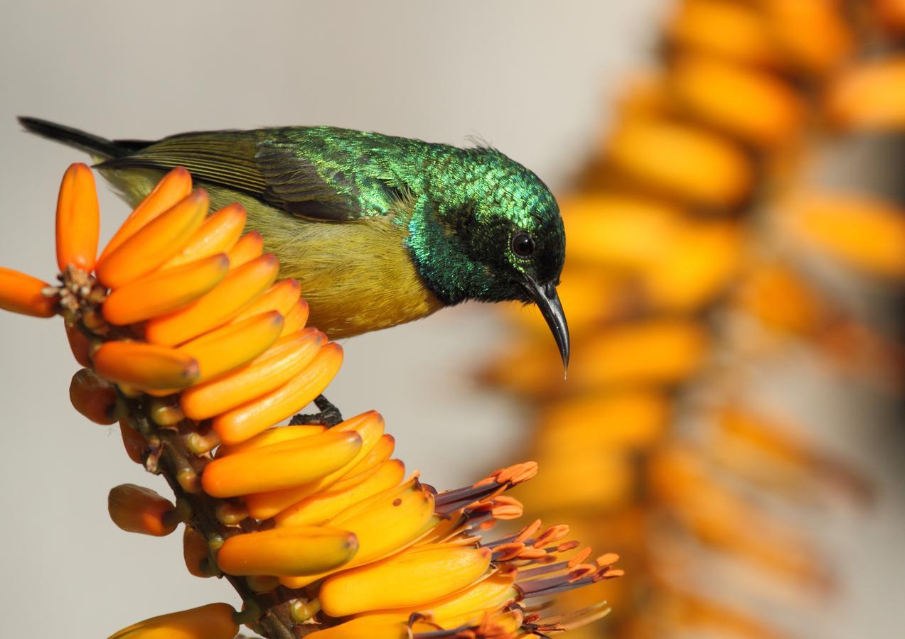 Muluwa Lodge ホワイトリバー エクステリア 写真